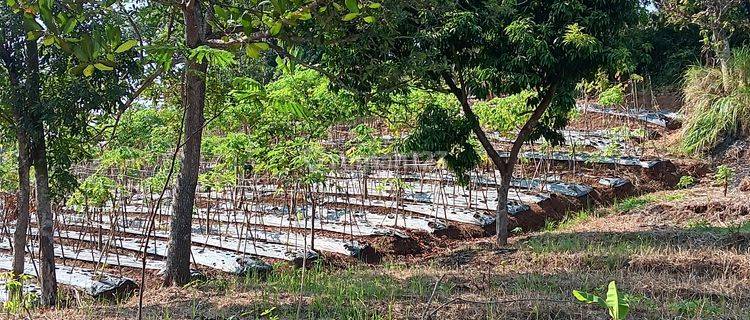 Tnh Kebun Tjn Kamuning Kuyamut Perum Puri Allegra Tarogong 1