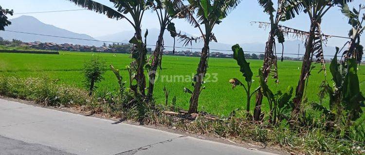 Tnh Luas Utk Perumahan, Pabrik ,gudang,di Selokan Jeruk 1