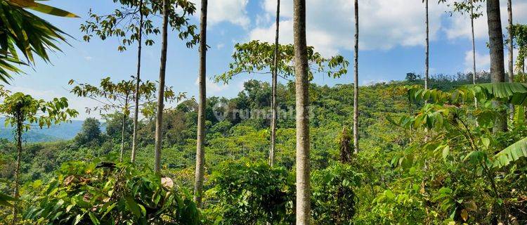 Perkebunan Jati & Jabon Sukabumi 1
