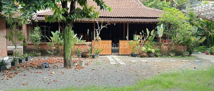 Rumah Joglo  Cocok Buat Kantor atau Cafe di Yogyakarta  1