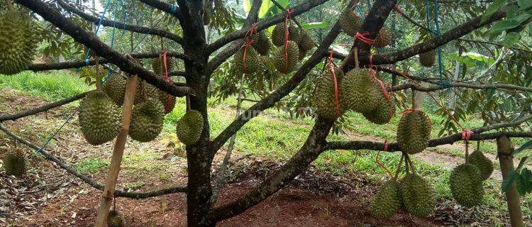 Jual Kebun Durian Jenis Bawor 100 Pohon Berbuah di Pekalongan 1