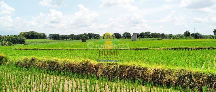 Tanah Sawah Luas Lokasi Kebakkramat 1