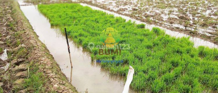 Tanah Hook Luas 1800 Meter Lokasi Mandan Sukoharjo 1