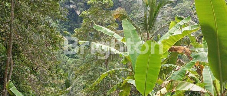 LAHAN BUC DENGAN VIEW MENAWAN DI TEGALLALANG, UBUD - BALI 1