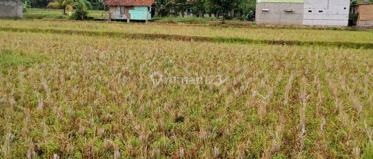 Sawah Aktif Murah Luas Strategis di Haurwangi Cianjur 1