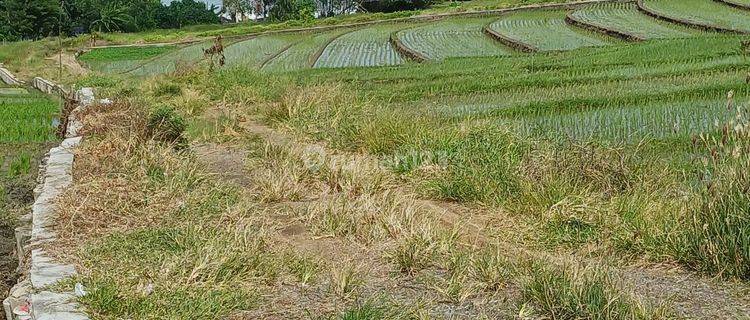 Tanah di Jalan pantai Kelating Kerambitan Tabanan 2000 SHM m² 1