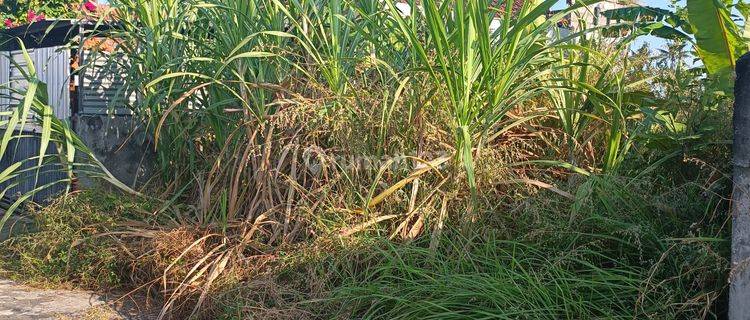 TANAH VIEW SAWAH CANTIK DI KETEWEL SIAP BANGUN  1