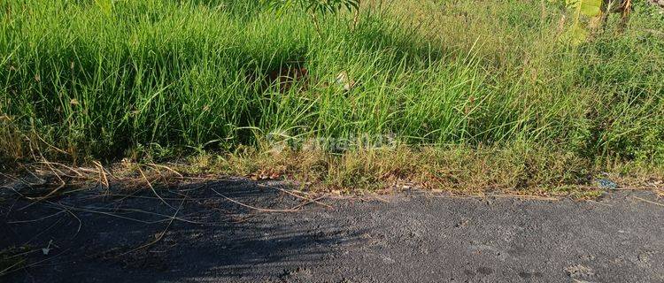 TANAH MURAH COCOK VILLA DI KETEWEL SIAP BANGUN  1