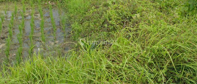 TANAH VIEW SAWAH BAGUS COCOK VILLA PRIBADI 1