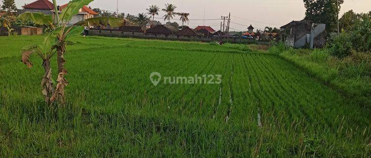 TANAH SEWA SIAP BANGUN VILLA VIEW SAWAH CANTIK 1