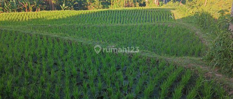 LAND FOR RENT LOS SUNGAI SAWAH CANTIC BESIDE THE MAIN ROAD  1