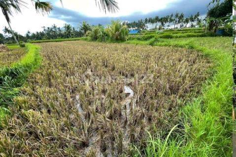 TANAH SAWAH COCOK INVESTASI JANGKA PANJANG VIEW BAGUS 1