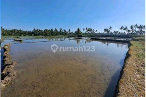 TANAH SAWAH SUPER MURAH DI UBUD AREA COCOK INVESTASI 1