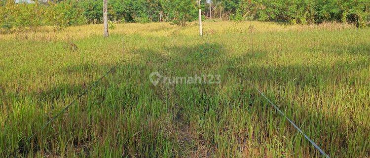 TANAH KAVLING MURAH DI LODTUNDUH UBUD LINGKUNGAN VILLA  1