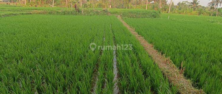 TANAH VIEW SAWAH DAN SUNGAI JUNGLE CANTIK DI PEJENG 1