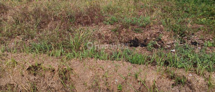 TANAH SEWA VIEW SAWAH COCOK JADI VILLA DI PEJENG KAWAN  1