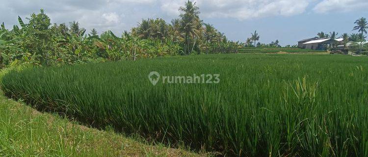 TANAH ZONA KUNING DENGAN VIEW SAWAH ABADI SUPER KEREN  1