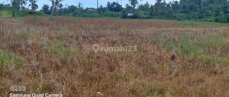 LAND SUITABLE FOR INVESTMENT IN PANJI BULELENG BEAUTIFUL VIEW  1