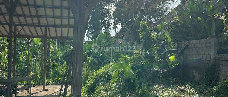 TANAH PINGGIR JALAN RAYA DI UBUD SUPER MURAH 1