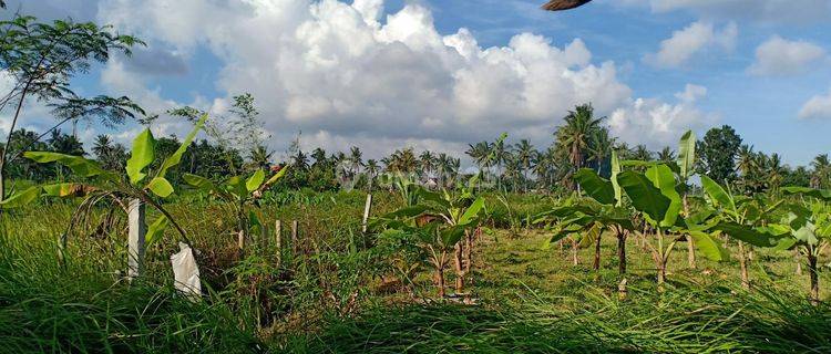 TANAH SEWA AREA BEDULU UBUD GIANYAR BALI  1