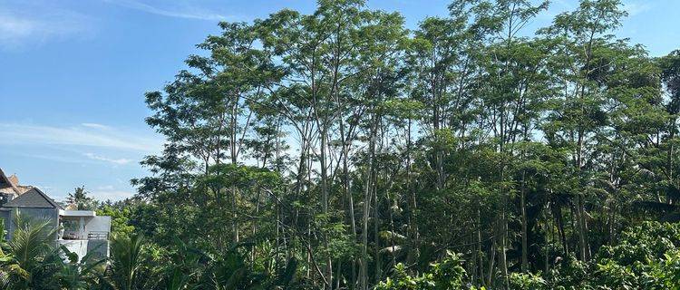 Tanah View Sungai Sawah Hutan Cantik Hrga Murah Siap Bangun 1