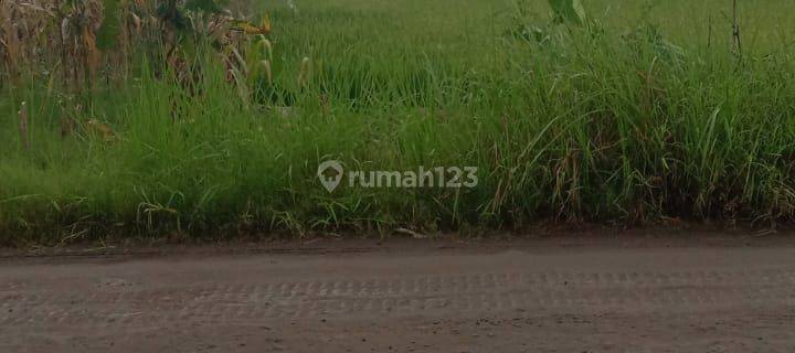 Tanah Lahan Kedunganyar Kedung anyar wringin Anom Gresik 1