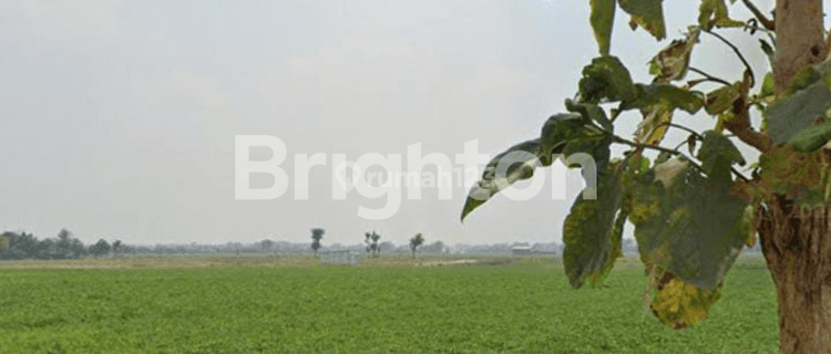 TANAH DI KAJARTENGGULI PRAMBON SIDOARJO 1