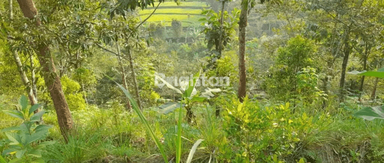 TANAH KEBUN DI BARENG SAWAHAN NGANJUK 1