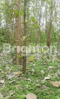 GOLDEN TEAK TREE BONUS LAND IN THE COUNTRY OF BALI 1