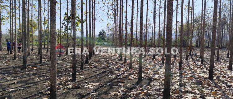 Kebon Jati Strategis Giriwoyo Wonogiri 1