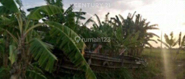 Kavling Zona Pengembangan Pemukiman Muara Gembong Bekasi 1