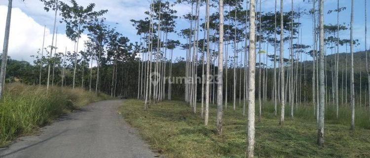 Tanah Kebun Jati Murah Lokasi Bantargadung Sukabumi 1