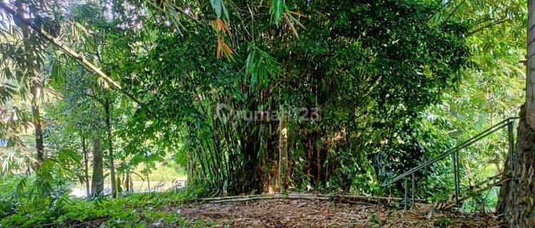 Tanah Kp Tenjolaya Hilir Pandeglang Nego Halus 1