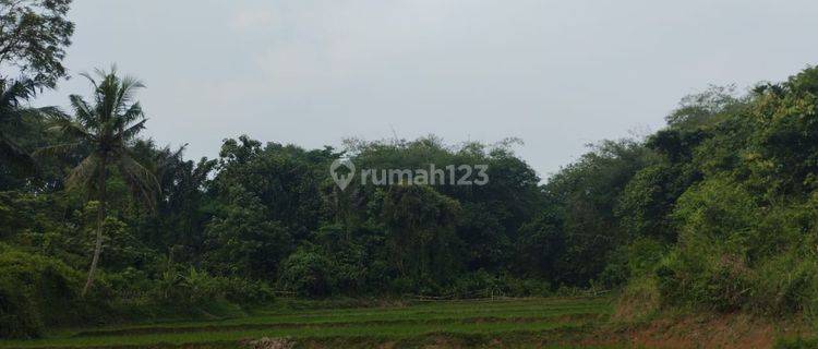 Tanah Sawah Pamarayan Petir Nego Sampai Jadi 1