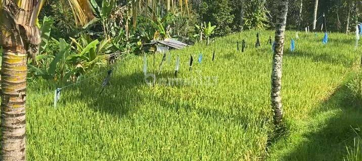 Tanah view sawah dan hutan di Taro Gianyar 1