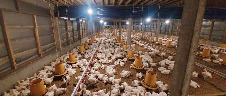 Ruang-usaha Ternak Ayam Aktif Beserta Tanah Dan Bangunannya  1