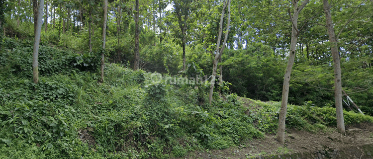 Kavling Cocok Untuk Investasi Kebun Jati Sukabumi 1