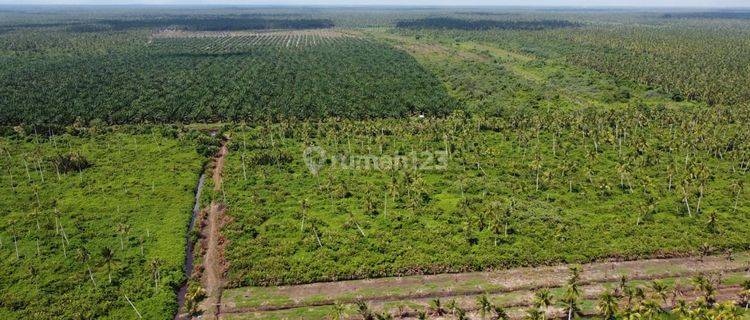 Jual Cepat Tanah Cocok Untuk Investasi Peniti Kalimatan Barat 1