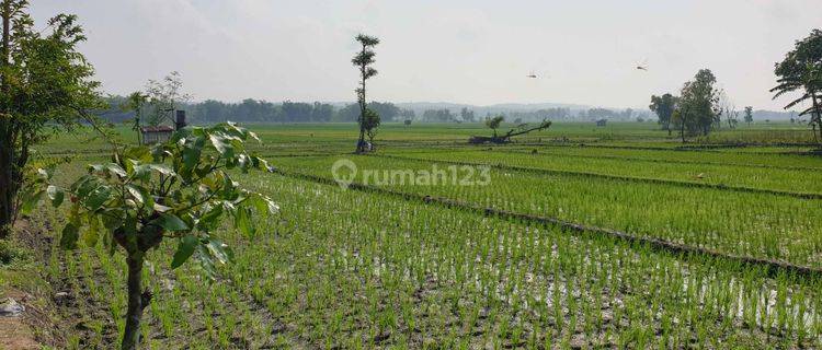 Kavling Ngawi Kwadunga Lor, Kecamatan Padas 1