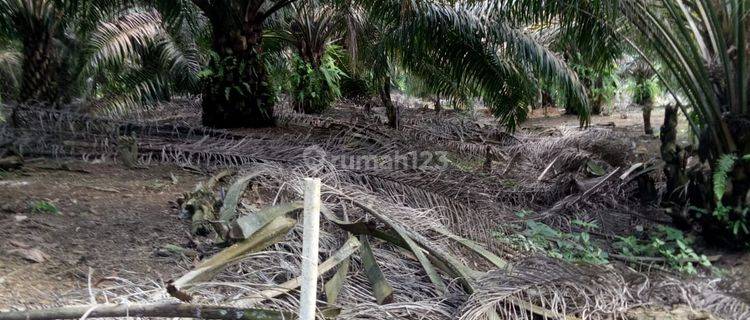 Tanah Ex Kebun Lada Karet Lokasi Srategis di Pemali Sungailiat Bangka 1