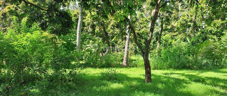 Land for sale in Tejakula location 1