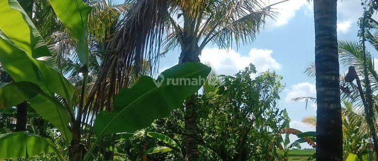 Land for sale in Bajera location 1