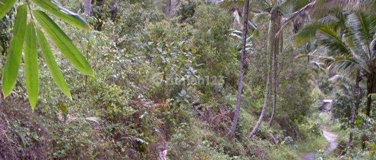 DIJUAL CEPAT TANAH PERKEBUNAN SANGAT MURAH DAERAH LEMBEAN TIMUR, PEMILIK BUTUH UANG 1