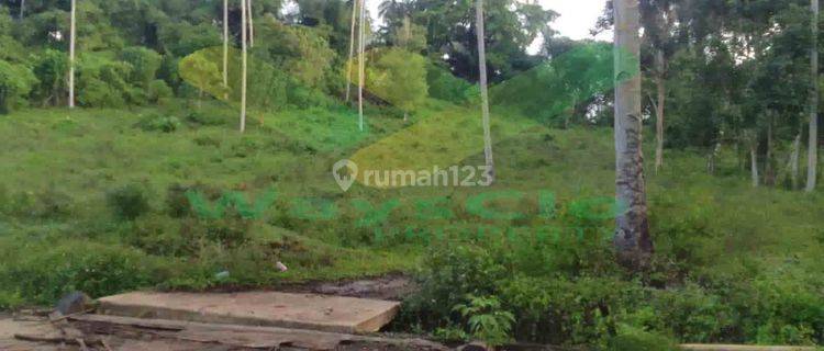 Dijual Cepat Tanah Perkebunan Menarik Daerah Kalawat, Harga Sangat Murah 1