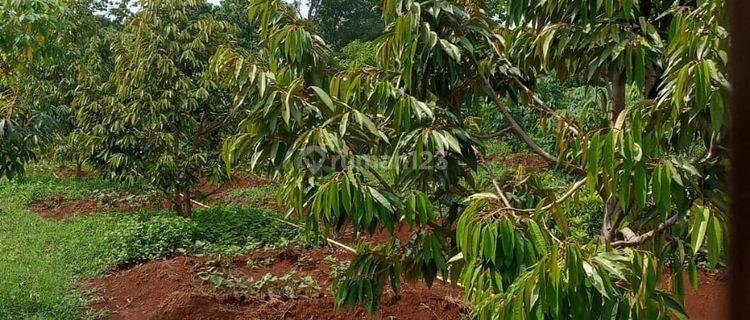 Tanah Subur Bagus Untuk Perkebunan di Area Kuningan 1