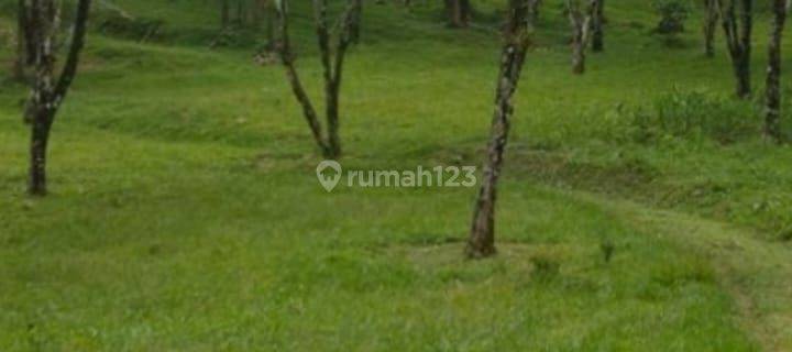 Tanah Datar Ciater ada Mata Air Agrowisata tingkat 1 1