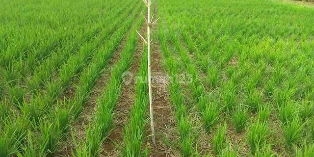 Tanah Sawah Produktif Pontang Tanara Harga Miring 1