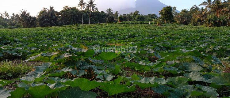 Tanah SHM 73.000 M2 di Jalan Protokol Kauditan Minahasa Utara 1