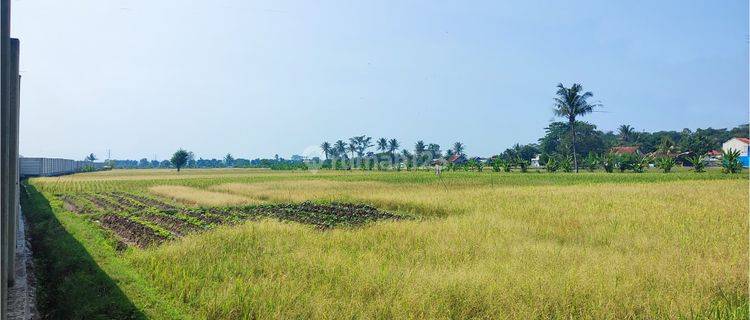 Tanah Luas Cocok untuk Komersil di Sukaluyu Cianjur 1