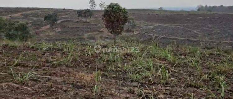 Tanah Perkebunan Tebu Raya Nol Tegalrejo Jombang 1